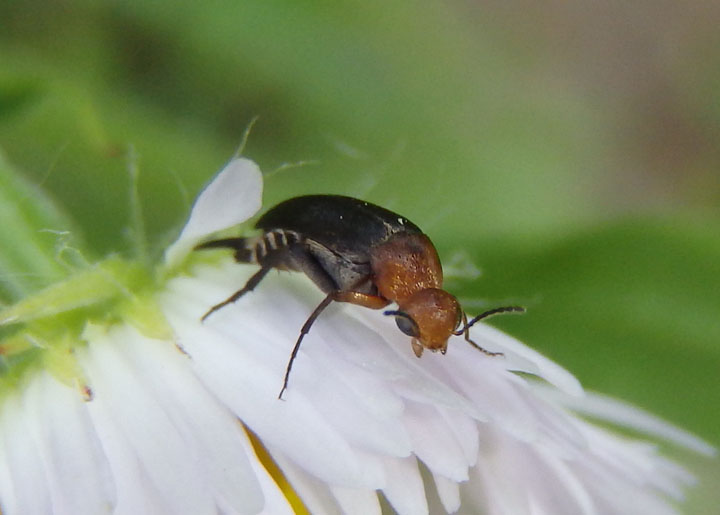 Mordellistena cervicalis; Tumbling Flower Beetle species