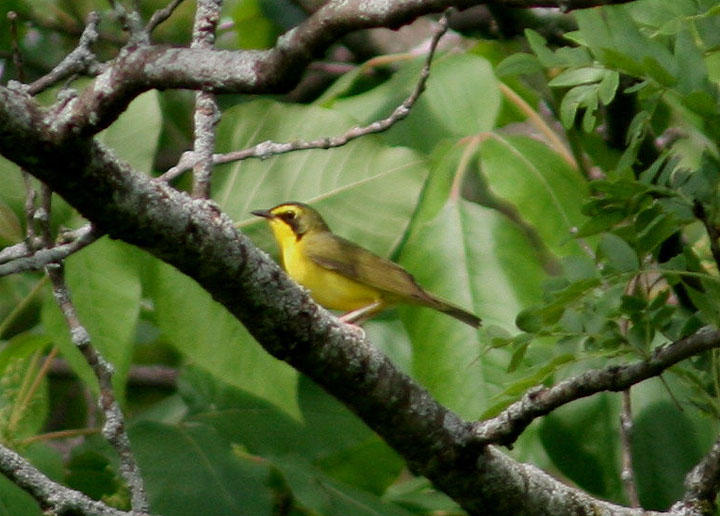 Kentucky Warbler; female