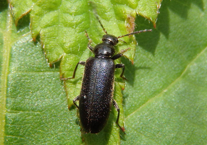 Pedilus lugubris; Fire-colored Beetle species