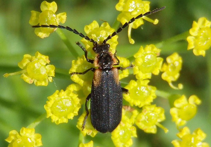 Polemius laticornis; Soldier Beetle species