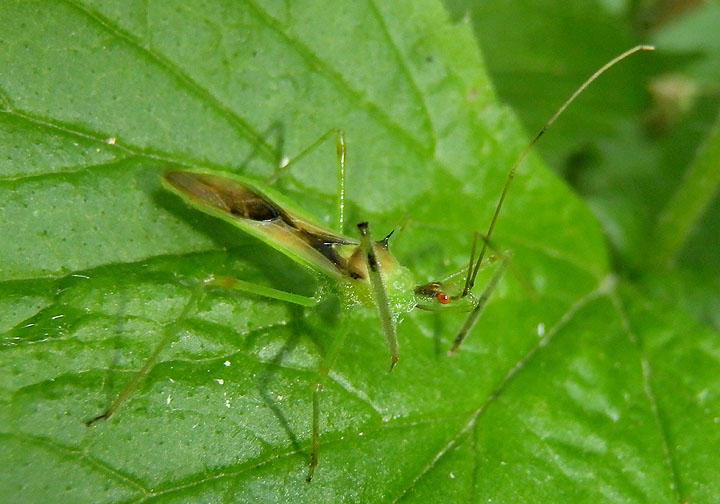 Zelus luridus; Assassin Bug species