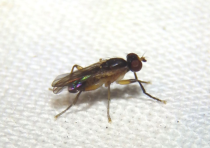 Sciomyzini Marsh Fly species