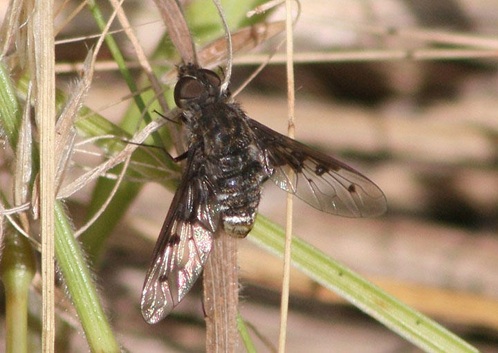 Anthrax albofasciatus; Bee Fly species