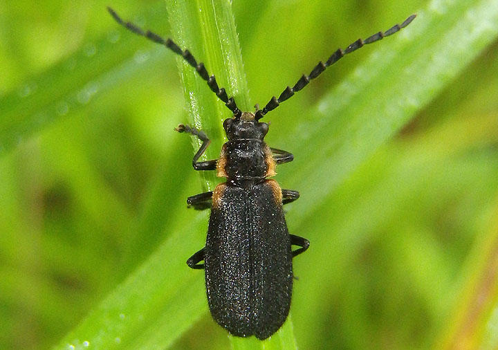 Polemius laticornis; Soldier Beetle species