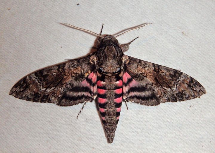 7771 - Agrius cingulata; Pink-spotted Hawkmoth