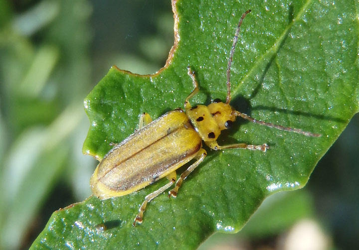 Trirhabda eriodictyonis; Skeletonizing Leaf Beetle species