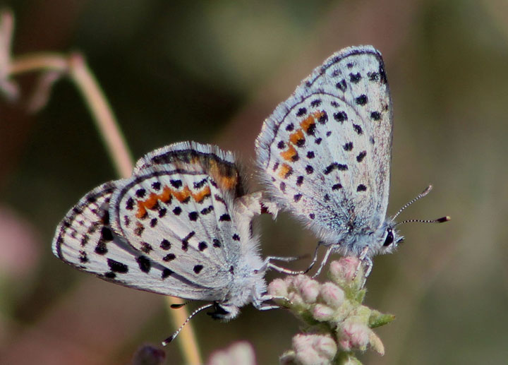 Euphilotes bernardino; Bernardino Blues; mating pair