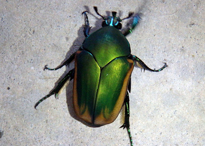 Cotinis mutabilis; Figeater Beetle