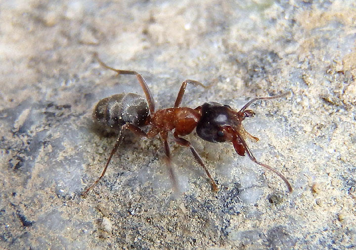 Liometopum occidentale; Velvety Tree Ant
