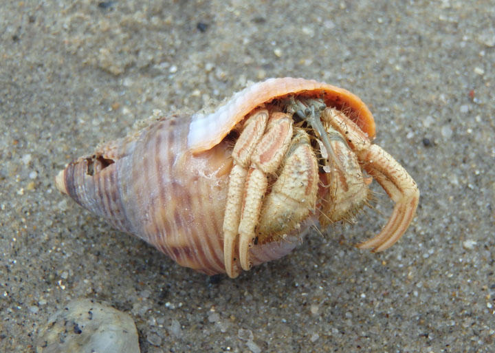 North American Hermit Crab inhabiting Giant Western Nassa