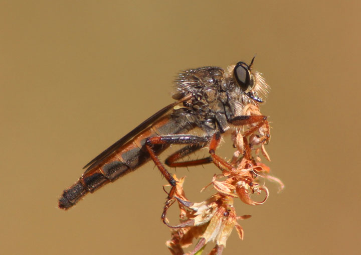 Scleropogon Robber Fly species; female