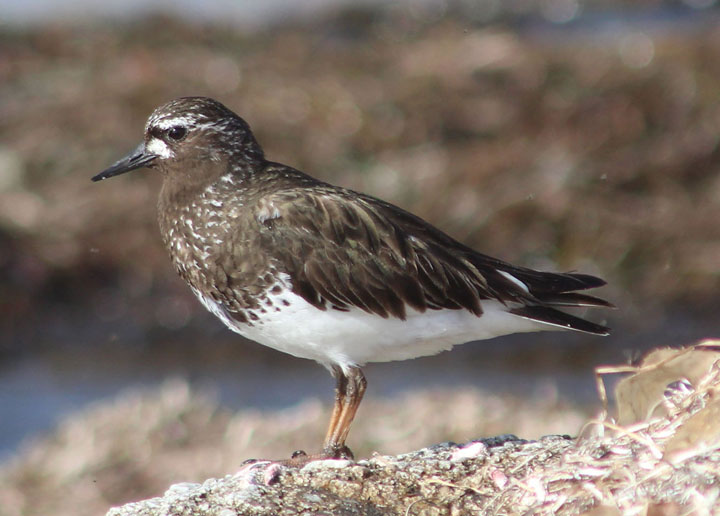 Black Turnstone; breeding