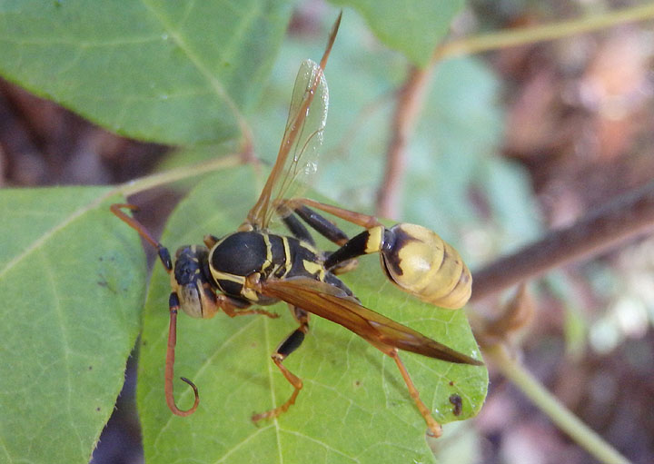 Mischocyttarus flavitarsis; Western Paper Wasp