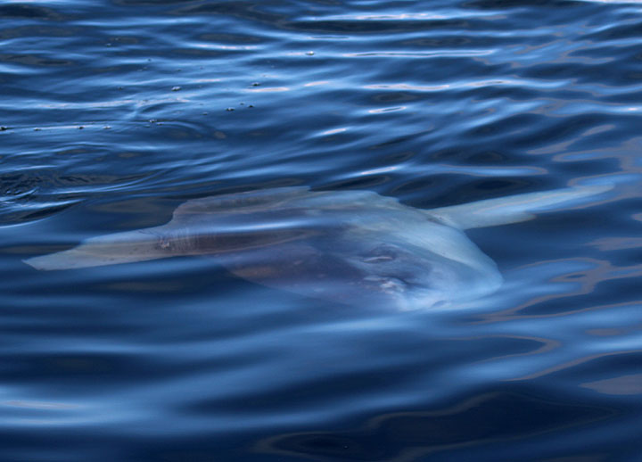 Ocean Sunfish