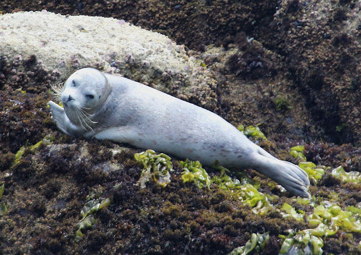 Harbor Seal