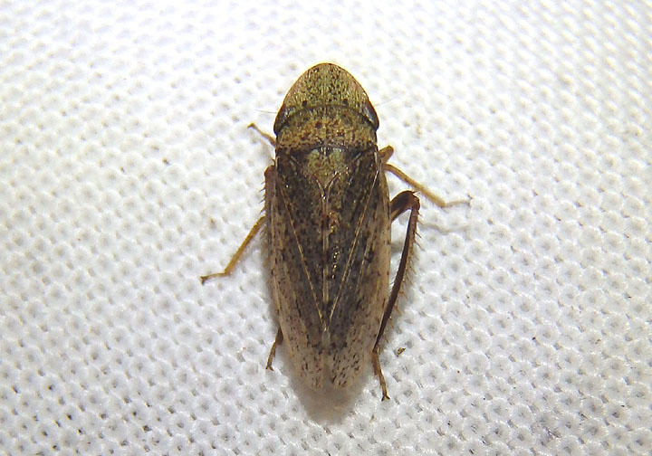 Aphrodes Leafhopper species