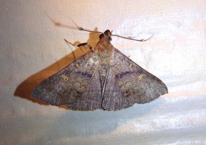 8381 - Renia discoloralis; Discolored Renia Moth