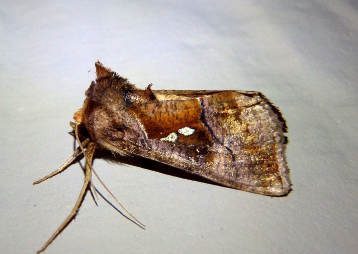 8886 - Enigmogramma basigera; Pink-washed Looper Moth