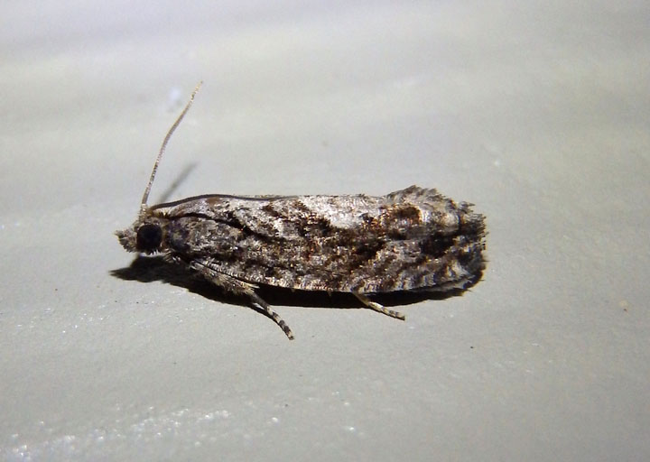 3334 - Catastega aceriella; Maple Trumpet Skeletonizer Moth