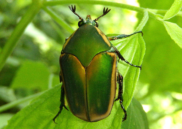 Cotinis nitida; Green June Beetle