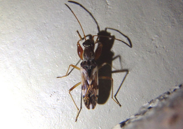 Neopamera bilobata; Dirt-colored Seed Bug species