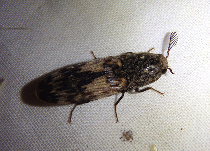 Pherhimius fascicularis; Click Beetle species