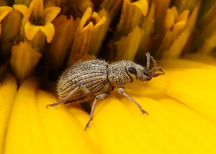 Calomycterus setarius; Imported Long-horned Weevil; exotic