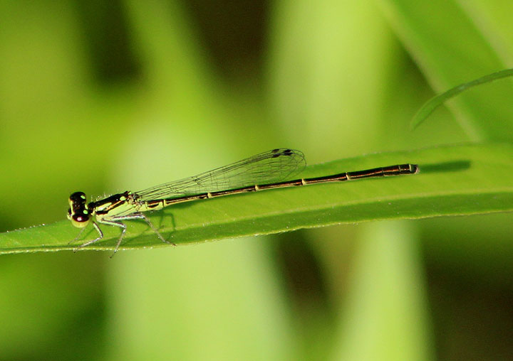 Ischnura posita; Fragile Forktail; male