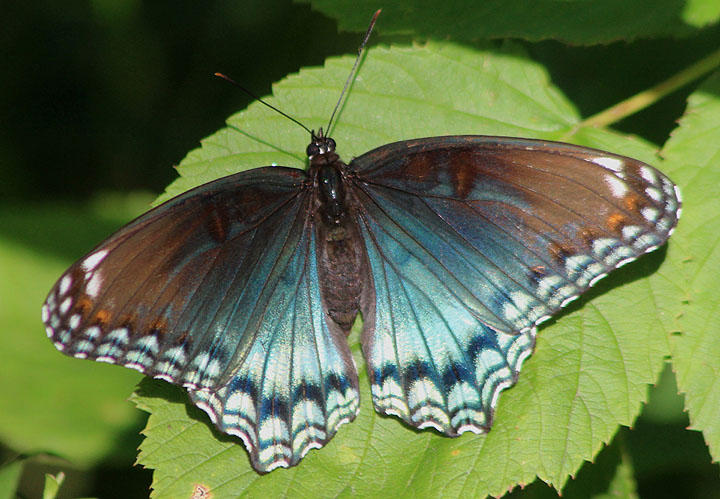 Limenitis arthemis astyanax; Red-spotted Purple