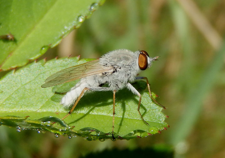 Pandivirilia Stiletto Fly species