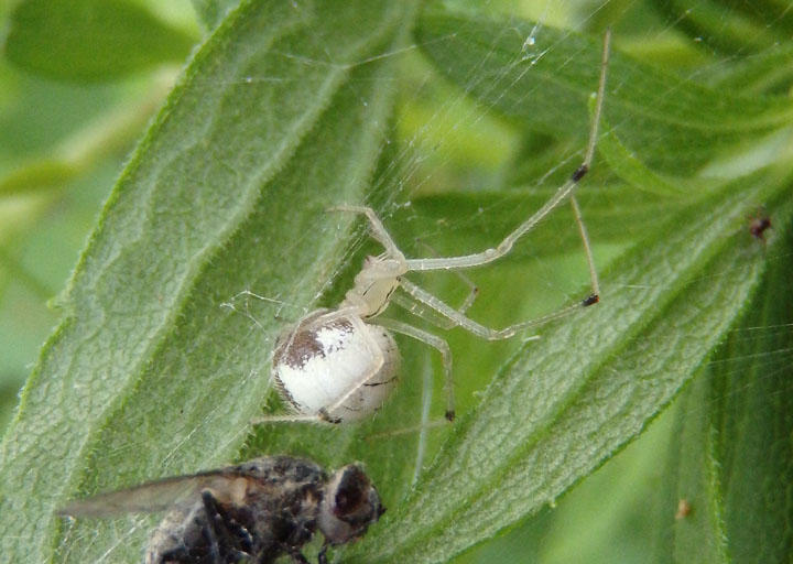 Theridion frondeum; Cobweb Spider species