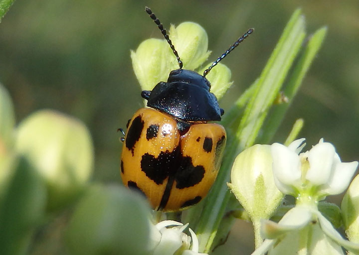 Labidomera clivicollis; Swamp Milkweed Leaf Beetle