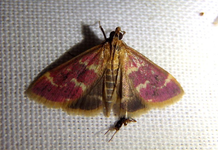 5034 - Pyrausta signatalis; Raspberry Pyrausta