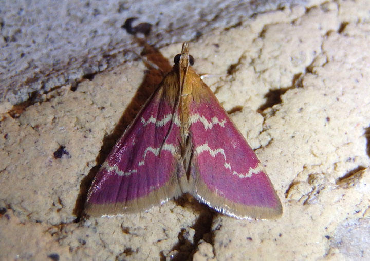 5034 - Pyrausta signatalis; Raspberry Pyrausta