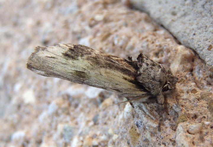 8012 - Oligocentria semirufescens; Red-washed Prominent