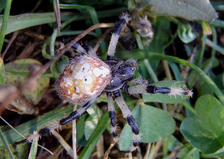 Araneus trifolium; Shamrock Orbweaver; female