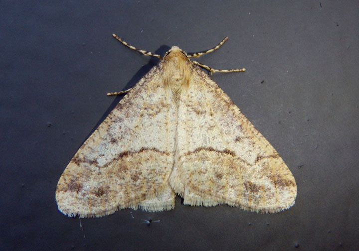 6665 - Erannis tiliaria; Linden Looper Moth