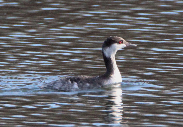 Horned Grebe; basic
