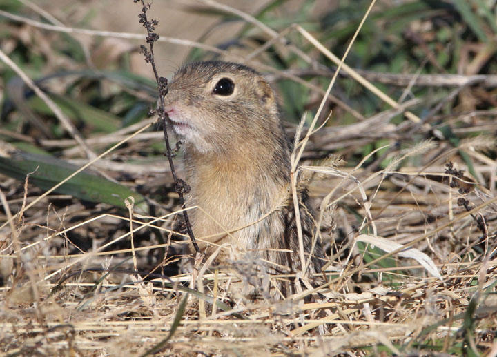 Thirteen-lined Ground Squirrel