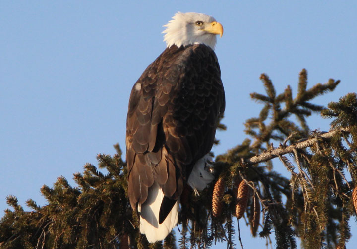 Bald Eagle