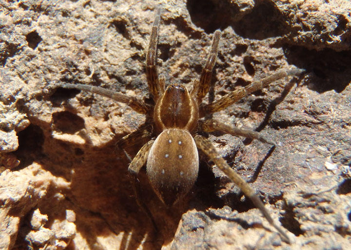 Dolomedes triton; Six-spotted Fishing Spider