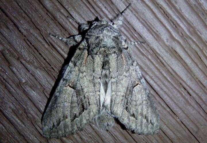 7991 - Heterocampa averna; Prominent Moth species