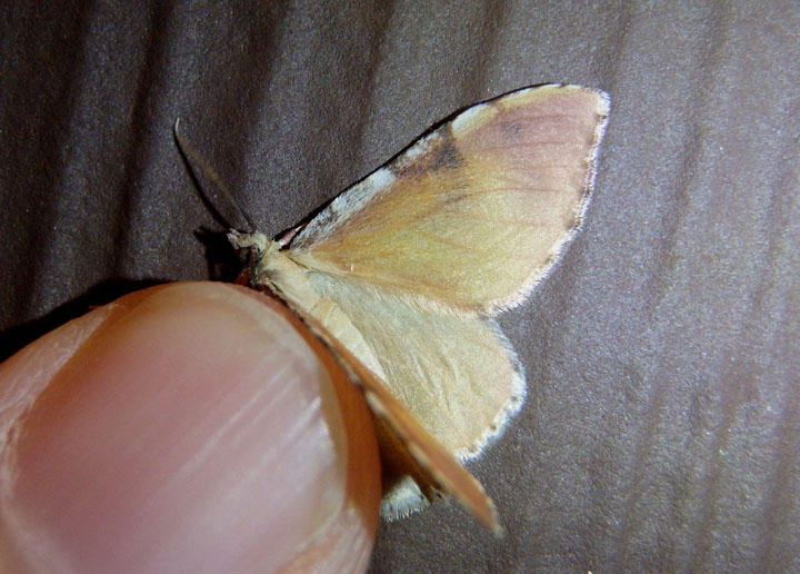 7345 - Stamnodes apollo; Geometrid Moth species