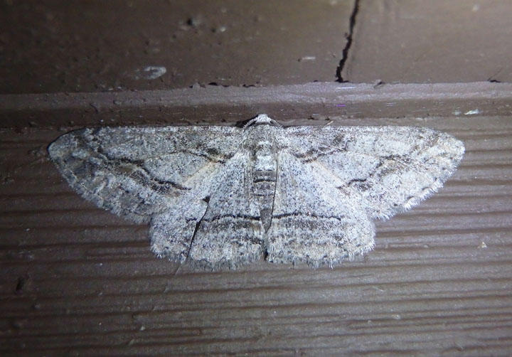 6476 - Stenoporpia graciella; Geometrid Moth species