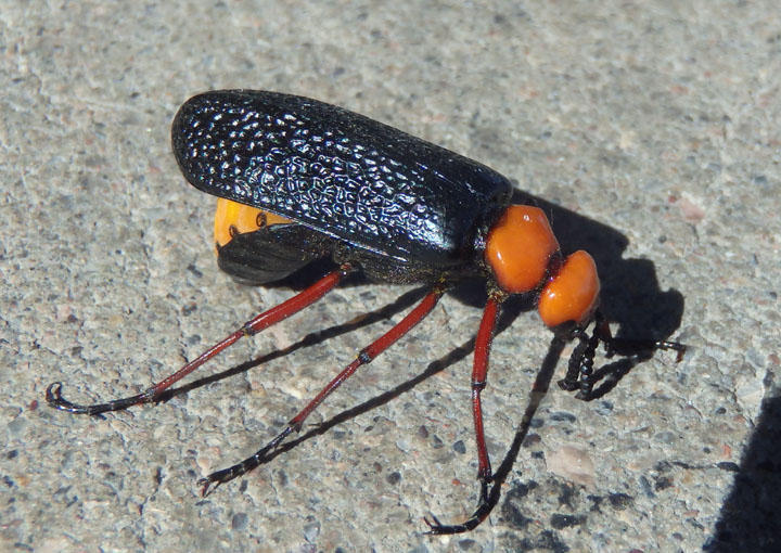 Lytta magister; Master Blister Beetle