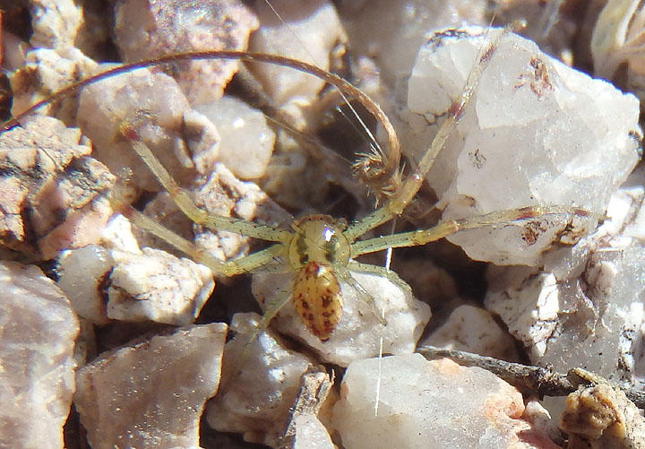 Mecaphesa Crab Spider species 