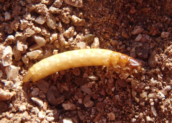 Tenebrionidae Darkling Beetle species larva