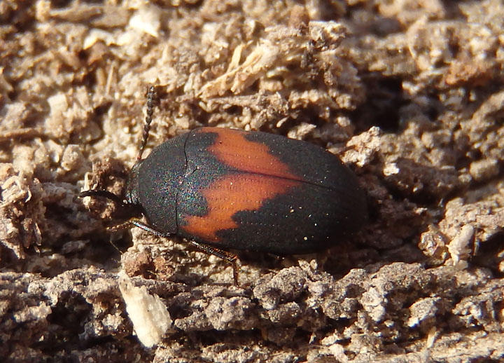 Platydema ellipticum; Darkling Beetle species