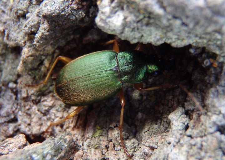 Chlaenius sericeus; Vivid Metallic Ground Beetle species
