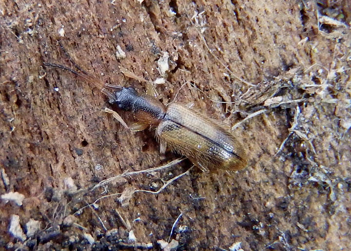 Telephanus atricapillus; Silvanid Flat Bark Beetle species